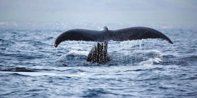 Waikoloa Whale Watching Catamaran Tour 1.5 hr - Image 4