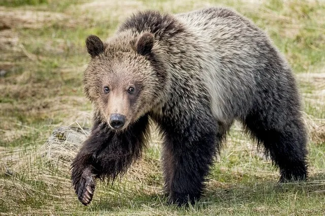 Yellowstone National Park Private Tour - Image 2