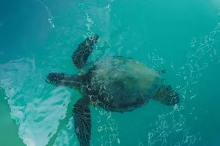 Honolulu Dolphin and Turtle Cruise