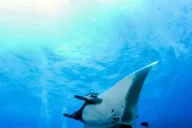 Kona Manta Ray Night Snorkel Adventure thumbnail 1