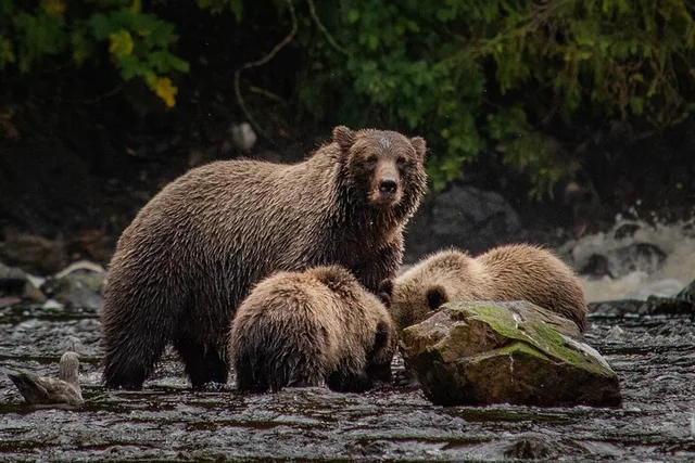 Juneau Brown Bear Viewing at Waterfall Creek - Image 2