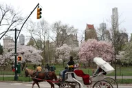 New York Horse Carriage Ride with Tavern on the Green thumbnail 1