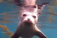 San Diego Snorkeling Tour with Marine Biologist thumbnail 5