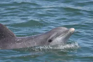 Cape May Dolphin Watching Sunset Cruise thumbnail 2
