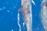 Port Aransas Dolphin Watch Boat Tour thumbnail 1