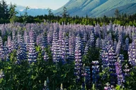 Seward to Anchorage Transit Tour with Wildlife Center thumbnail 4