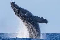 Kailua-Kona Whale Watching Excursion thumbnail 3