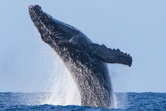 Kailua-Kona Whale Watching Excursion - Image 3