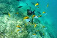 Kaneohe Sandbar Snorkeling Tour thumbnail 5