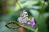 Houston Museum of Natural Science and Cockrell Butterfly Center thumbnail 5
