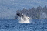 Ketchikan Whales and Wildlife Excursion thumbnail 1