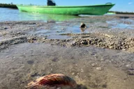 Marco Island Mangrove Kayak Tour 2 hr thumbnail 2