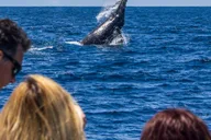 Dana Point Dolphin and Whale Watching with Underwater Viewing thumbnail 3