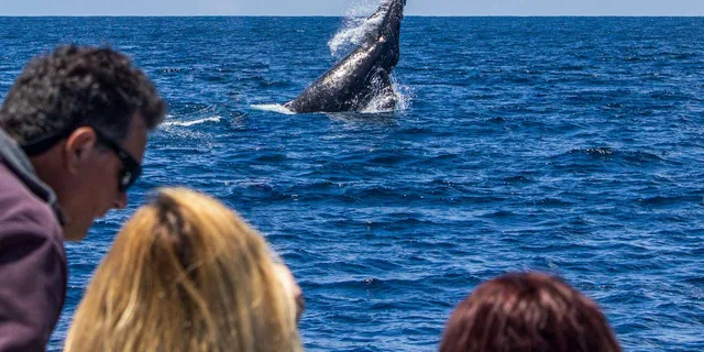 Dana Point Dolphin and Whale Watching with Underwater Viewing - Image 3