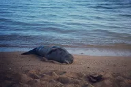 Kauai Private Snorkel Tour with Sea Turtles 2 hr thumbnail 5
