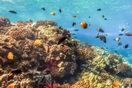 Maui Molokini & Turtle Town Snorkel Tour 5 hr thumbnail 4
