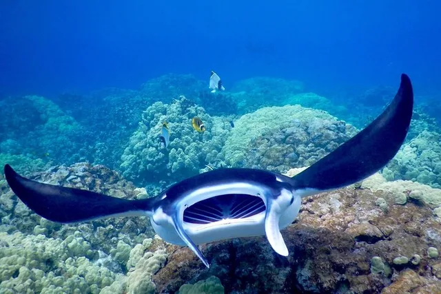 Kailua-Kona Night Snorkeling with Manta Rays 2.5 hr - Image 6