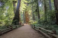 San Francisco City Tour with Muir Woods & Sausalito thumbnail 1