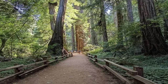 San Francisco City Tour with Muir Woods & Sausalito - Image 1
