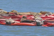 Tacoma Puget Sound Guided Boat Tour 2 hr thumbnail 2
