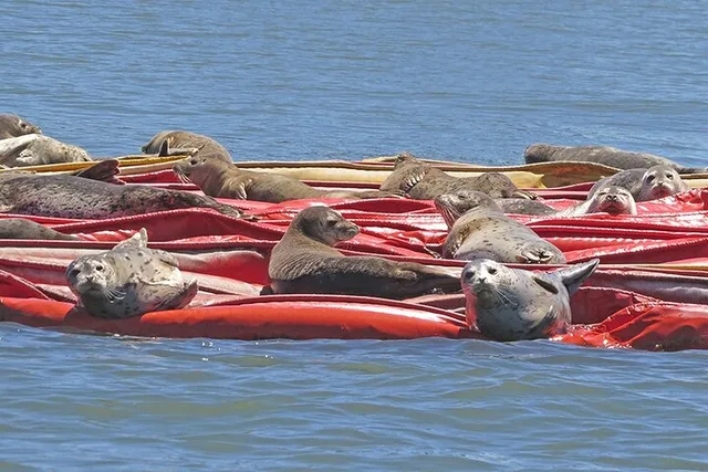 Tacoma Puget Sound Guided Boat Tour 2 hr - Image 2