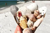 Marco Island Wildlife Sightseeing and Shelling Tour 2 hr thumbnail 5