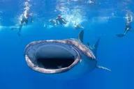 Lahaina Private Snorkeling and Diving Adventure thumbnail 5