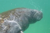 Egmont Key Island Tour with Dolphins & Snorkeling thumbnail 4