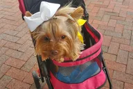 Boston Doggy Costume Party Cruise 2 hr thumbnail 3