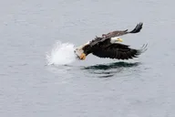 Sitka Whale Watching and Wildlife Excursion thumbnail 6
