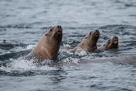 Sitka Marine Wildlife Tour 2 hr thumbnail 4