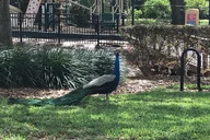 Winter Park Walking Tour thumbnail 6