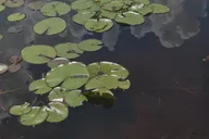 Palm Beach Air Boat Tour in The Swamp Monster thumbnail 4