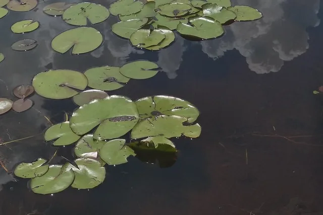 Palm Beach Air Boat Tour in The Swamp Monster - Image 4