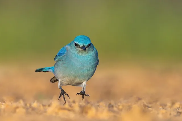 Irvine Birding Photography Tour Full Day - Image 3
