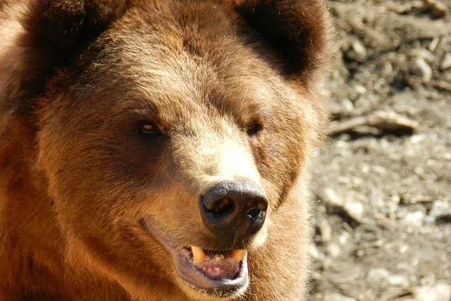 Sitka Scenic Tour - Image 5