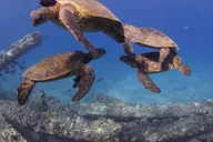 Lahaina Scuba Diving Intro from Shore 3 hr thumbnail 6