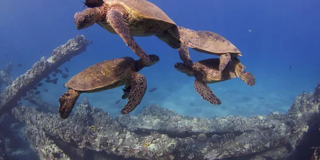 Lahaina Scuba Diving Intro from Shore 3 hr - Image 6