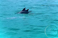 Panama City Beach Jet Ski Dolphin Tour 2 hr thumbnail 5