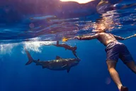 Oahu Shark Dive thumbnail 4