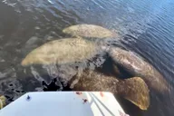 Naples Manatee Sightseeing and Wildlife Boat Tour thumbnail 3