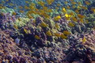 Hilo Tropical Reef Snorkel Adventure thumbnail 5