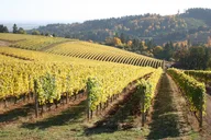 Portland Willamette Valley Wine Tour thumbnail 3