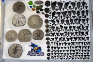 Charleston Shark Tooth and Fossil Island Drop-off thumbnail 4
