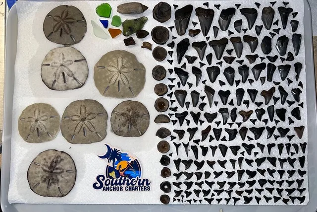 Charleston Shark Tooth and Fossil Island Drop-off - Image 4