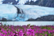 Anchorage Valley of Glaciers and Wildlife Tour 7 hr thumbnail 1