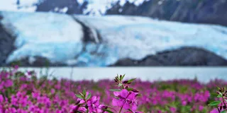 Anchorage Valley of Glaciers and Wildlife Tour 7 hr