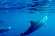 Kailua-Kona Marine Life and Snorkel Tour thumbnail 4