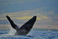 Ma'alaea Harbor Whale Watch Cruise thumbnail 4