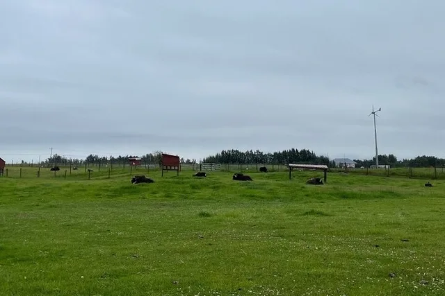 Anchorage Musk Ox Farm Tour & Scenic Drive - Image 5
